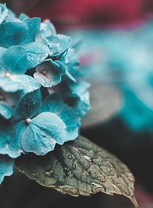 macro photo of teal hydreangeas thumbnail