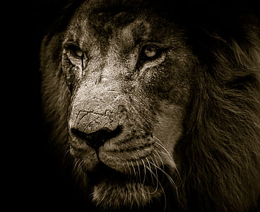 gray lion head photo thumbnail