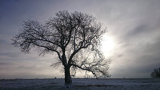gray tree on the field photography thumbnail