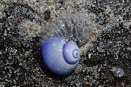 photo of blue and white sea shell thumbnail