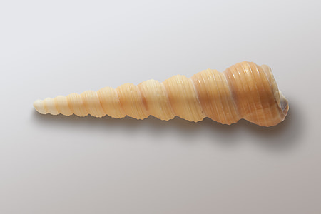 brown sea shell on white surface thumbnail