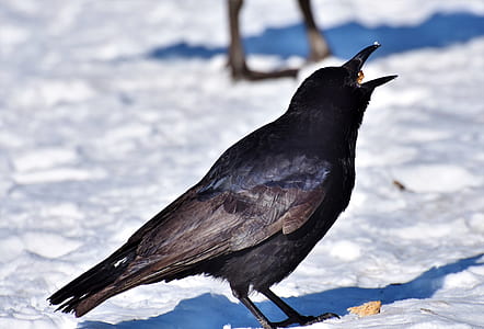 shallow focus photography of crow thumbnail