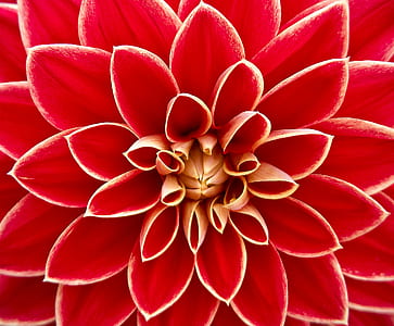 Close Up Photography of Red Petaled Flower thumbnail