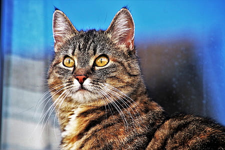 black and brown fur cat thumbnail