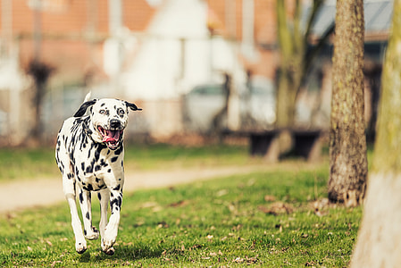 white and black dalmatian dog on grass during daytime thumbnail