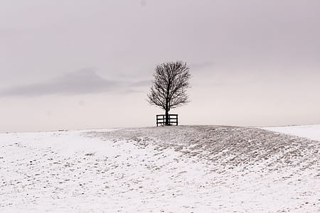 A tree on a snowy hill with foggy background thumbnail