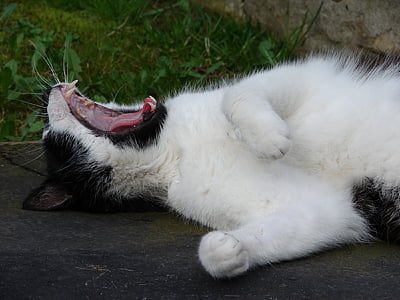 short-haired white and black cat laying on grey surface thumbnail