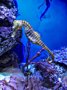closeup photography of yellow seahorse thumbnail