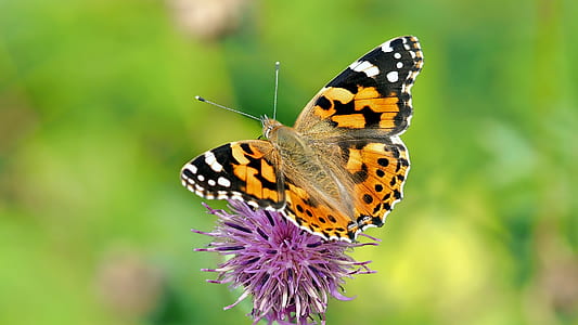 shallow focus of painted lady butterfly on purple flower thumbnail