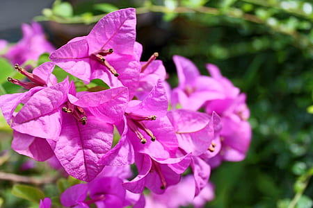 nature, flowers, petals, plant thumbnail