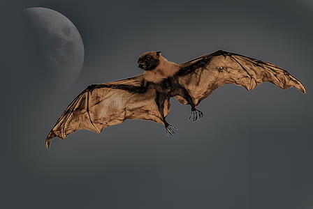 closeup photo of brown bat thumbnail