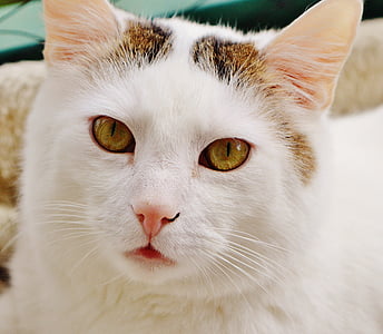 closeup photography of white cat thumbnail