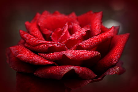 close up photography of red rose thumbnail