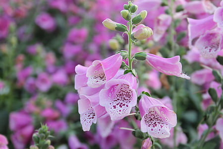 shallow focus photography of pink flower thumbnail