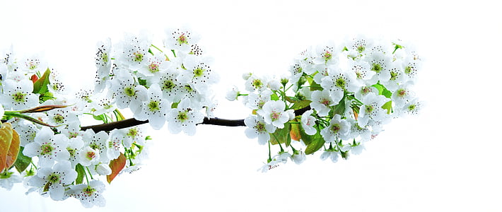 white petaled flower thumbnail