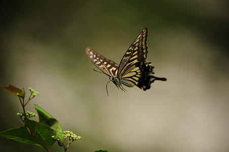 tiger swallowtail butterfly near green leaf plant thumbnail