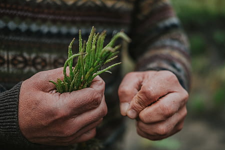 person holding green grass thumbnail