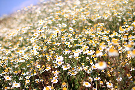 Beautiful meadow full of daisies on a beautiful sunny day thumbnail