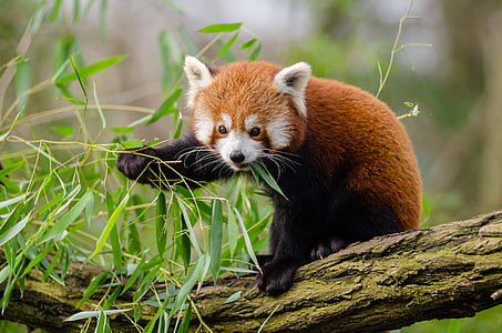 red Panda on brown wooden tree trunk thumbnail