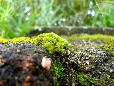 moss in macro photography during daytime thumbnail