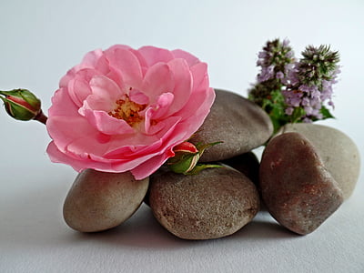 pink rose on brown pebbles beside purple dead nettles thumbnail