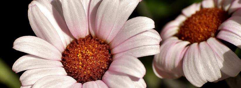 white flowers thumbnail
