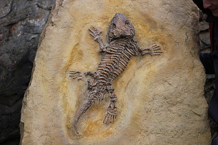 black reptile fossil thumbnail