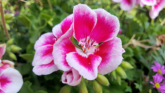 pink flower close photography thumbnail