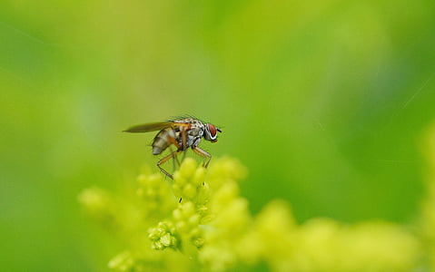 selective focus photo of black and grey fly on yellow petaled flower thumbnail