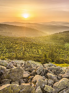green pine tree during sunset thumbnail