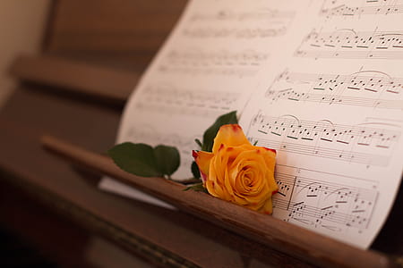 yellow rose beside music score thumbnail