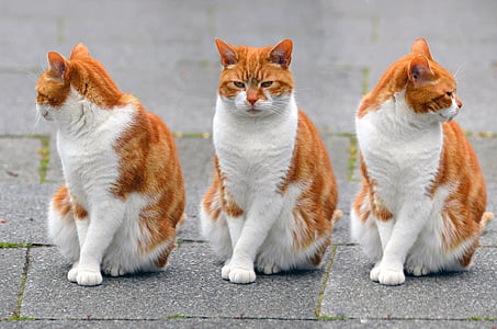 white and orange cat sitting on gray pavement thumbnail
