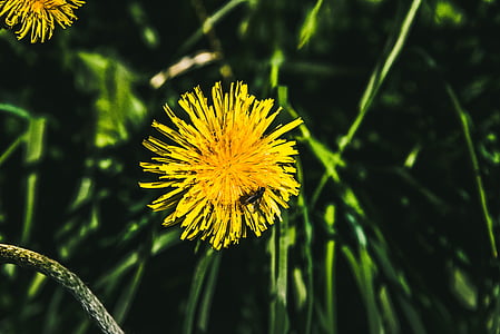 selective focus photography of yellow dandelion flower thumbnail