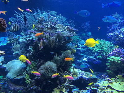 school of fish thumbnail