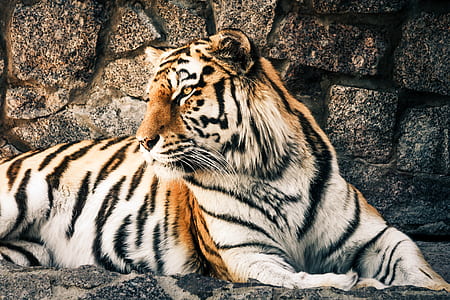 animal, fur, dangerous, zoo thumbnail