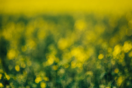 Rape field on a sunny day thumbnail
