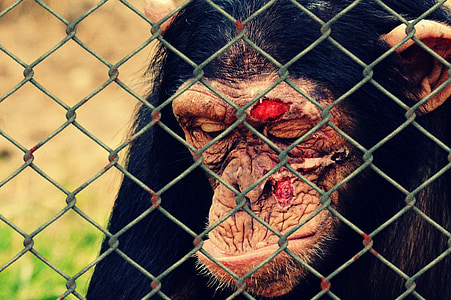 monkey standing beside fence thumbnail