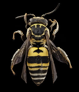 black and yellow bee thumbnail