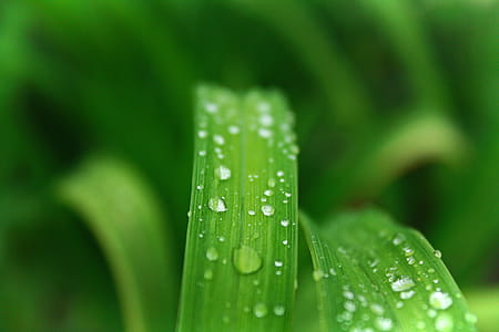 Closeup Photo of Green Leafed Plant With Water Dew thumbnail