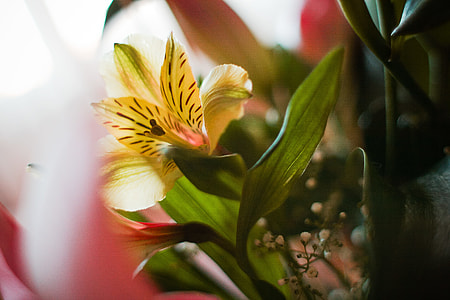 Yellow Flower thumbnail