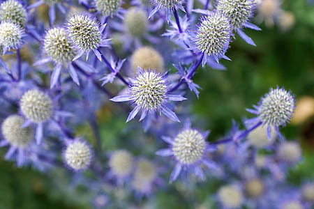 selective focus of purple petaled flowers thumbnail