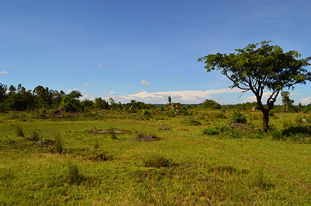 green tree on green grass field thumbnail
