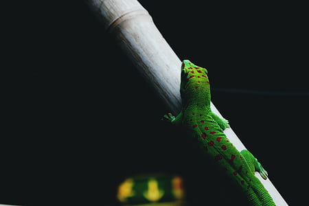 green and brown reptile on branch thumbnail