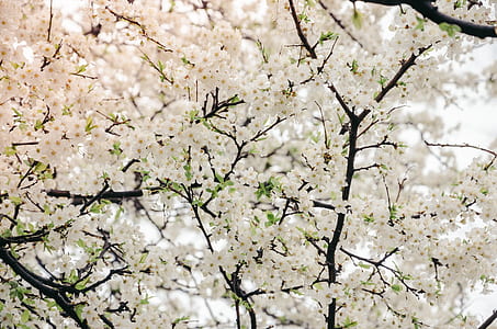 cherry blossoms thumbnail