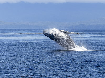 killerwale on water thumbnail