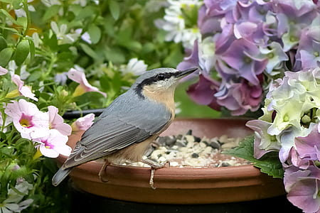 gray bird perch on brown pot thumbnail