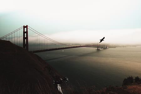 black flying bird near Golden Gate Bridge thumbnail
