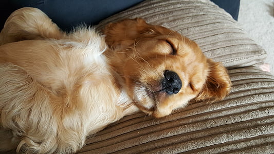 golden retriever puppy laying on brown pillow thumbnail