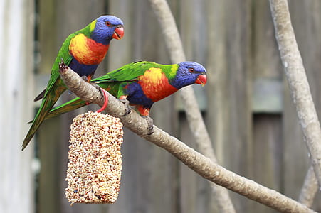 two multicolored birds on tree branch thumbnail