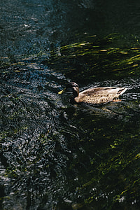 River thumbnail
